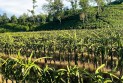 পতিত জমিতে লাল-সবুজে ড্রাগন বাগান